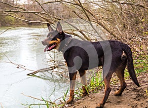 A young dog of the Australian kelpie breed plays in the forest