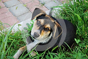 young dog on a background of green grass