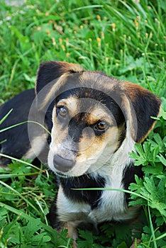 Young dog on a background of green grass