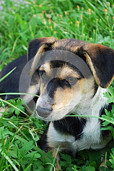 Young dog on a background of green grass
