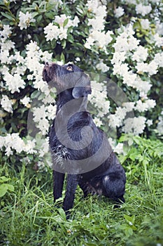 Young dog of Bohemian wire-haired Pointing griffon. Chocolate, checnut color hound with flowering shrub in background