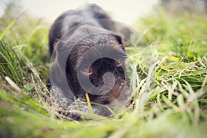 Young dog of Bohemian wire-haired Pointing griffon. Hound lying in the grass and looks so cute