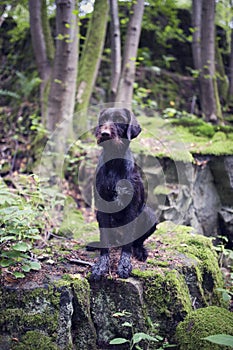 Young dog of Bohemian wire-haired Pointing griffon. Hound sitting in forest on big stone with moss.