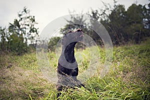 Young dog of Bohemian wire-haired Pointing griffon. Hound sitting in the grass