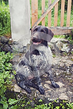 Young dog of Bohemian wire-haired Pointing griffon sitting on stone stairs. Steel gray color hound.