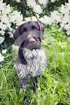 Young dog of Bohemian wire-haired Pointing griffon. Steel gray color hound with flowering shrub in background