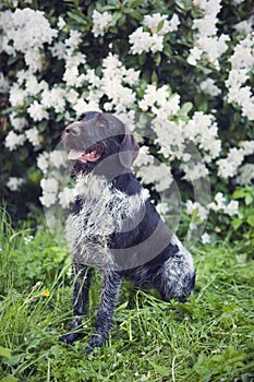 Young dog of Bohemian wire-haired Pointing griffon. Steel gray color hound with flowering shrub in background