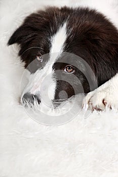 Young dog Border Collie lying on white carpet