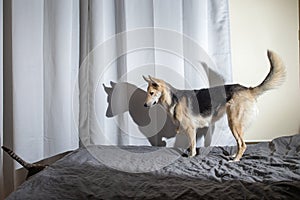 Young dog bothering old cat in bedroom