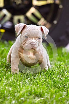 Young dog breed American Bulli close-up. Puppy Bull, beautiful little dogs running around the green grass. Mowed lawn
