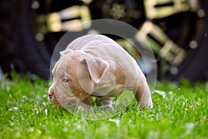 Young dog breed American Bulli close-up. Puppy Bull, beautiful little dogs running around the green grass. Mowed lawn