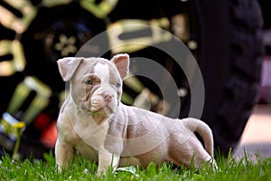 Young dog breed American Bulli close-up. Puppy Bull, beautiful little dogs running around the green grass. Mowed lawn