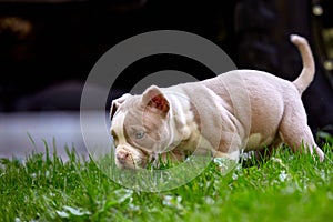 Young dog breed American Bulli close-up. Puppy Bull, beautiful little dogs running around the green grass. Mowed lawn