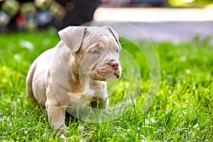 Young dog breed American Bulli close-up. Puppy Bull, beautiful little dogs running around the green grass. Mowed lawn