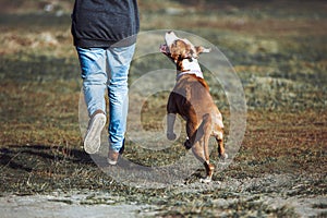 A young dog of the breed American Staffordshire Terrier run alongside a man and looks into the eyes.