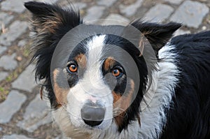 Young dog breed Border Collie.