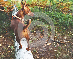 young dog breed dwarf pinscher on the hunt in the forest looks prey pet beautiful autumn landscape