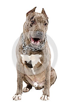 Young dog breed pitbull sitting yawning