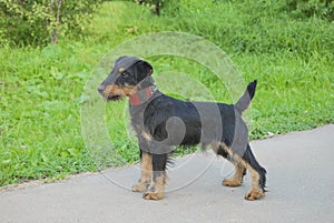 Young dog breeds German hunting terrier