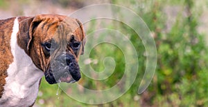 Young dog with brown color stripes, breed german boxer photo