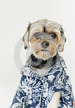 A young dog casually wears a blue shirt