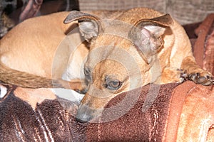 Young dog - cute brown puppy sitting on a couch