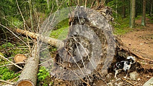 Small dog digging at big fallen tree