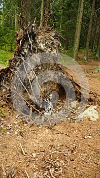 Small dog digging at big fallen tree