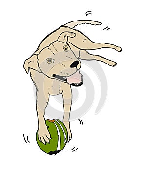 Young dog enjoying gnawing on the green coconut.