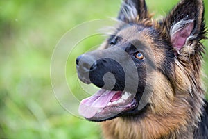 Young dog german shepherd on the grass