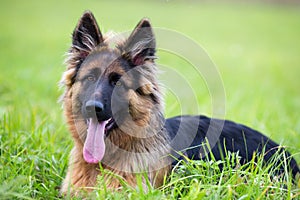 Young dog german shepherd on the grass in the park