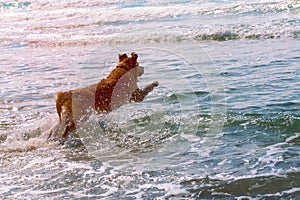 Young dog, Golden Retriever runs into the sea, spraying water, toned
