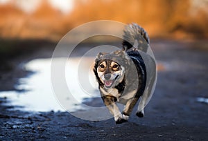 Young dog is having fun running along the road with puddles on an autumn sunny day