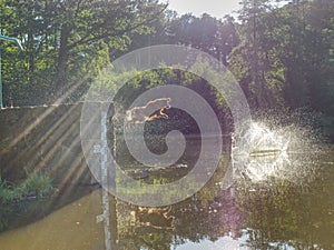 Young dog is jumpping into pond. Actions training games photo