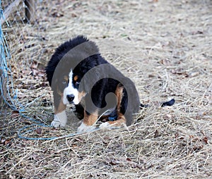 Young dog, keeper of the estate