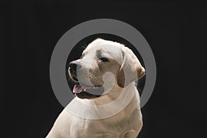 young dog labrador puppy in studio on black headshots profile portrait