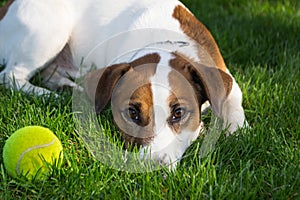 Young dog lies on the grass and playing with tennis ball