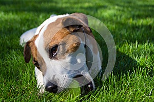 Young dog lies on the grass and playing with tennis ball