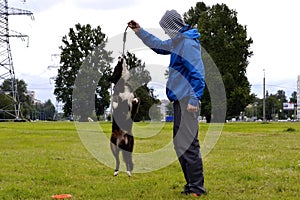 Young dog listens to the owner and performs functions on the command. Obedient and intelligent dog. Training