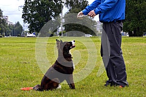 Young dog listens to the owner and performs functions on the command. Obedient and intelligent dog. Training