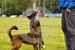 Young dog listens to the owner and performs functions on the command. Obedient and intelligent dog. Training