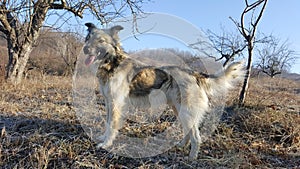 Young dog looking far with tongue out