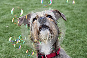 Young dog looks fascinated to the soap bubbles