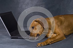 Young dog playing bored with computer