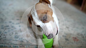 Young dog playing with green toy. actively chews toy with anger.