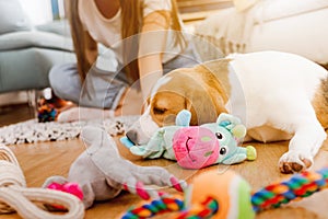 Young dog is playing at home with toys.