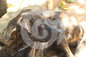 a young dog resting under a tree