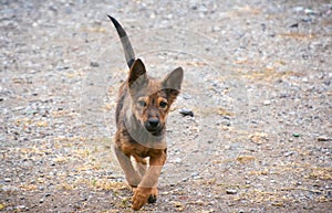 Young dog is running with copy space., stray dog is running