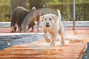 Young dog running over the water in a swimming pool