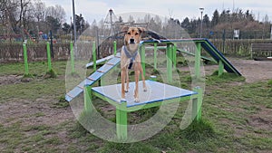 Young dog sits on pause table for agility